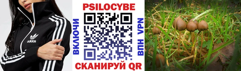 Галлюциногенные грибы Psilocybe Сясьстрой